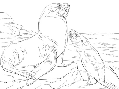 Steller Sea Lions Coloring Page